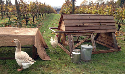 The chicken tractor fertilizes vineyards at Cameron Winery one peck at a time
